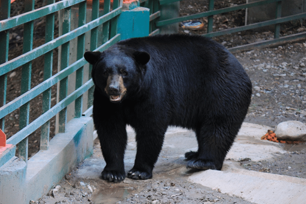 Black bear standing near a metal fence outside a home