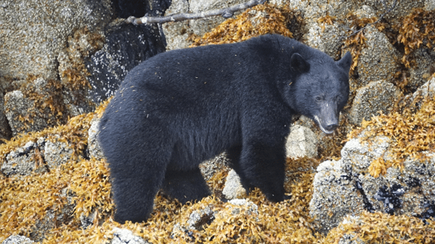 Black bear walking along rocky terrain and seaweed