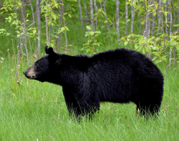 Black bear standing in green grass near a wooded area
