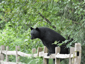 Black bear climbing over a wooden fence in a wooded area