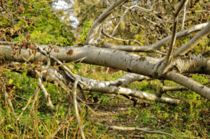 Large tree fallen across a wooded area