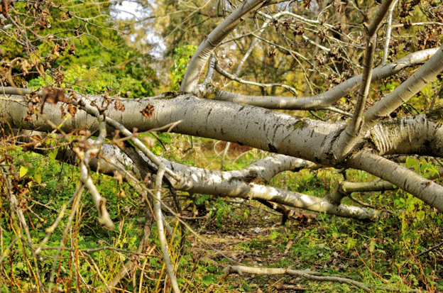 Large tree fallen across a wooded area