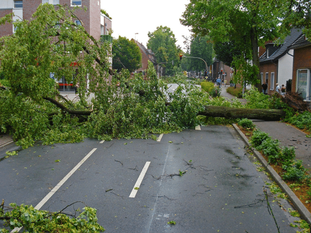 Large fallen tree blocking a residential street after a storm.