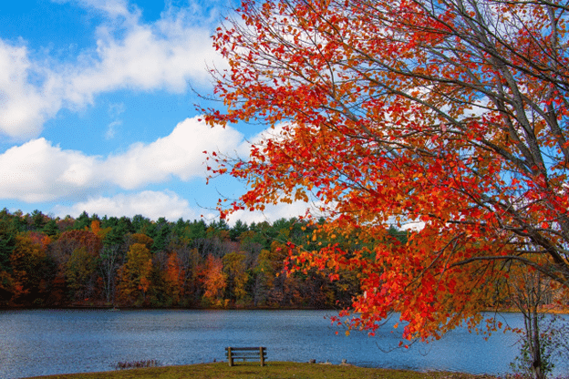 Autumn tree with red leaves beside a lake under a bright blue sky.