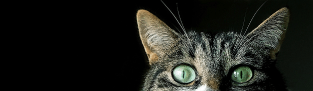 Close-up of a cat’s curious green eyes peeking from the dark.
