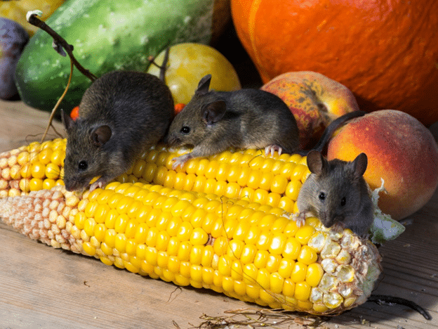 Mice eating corn surrounded by fruits and vegetables.
