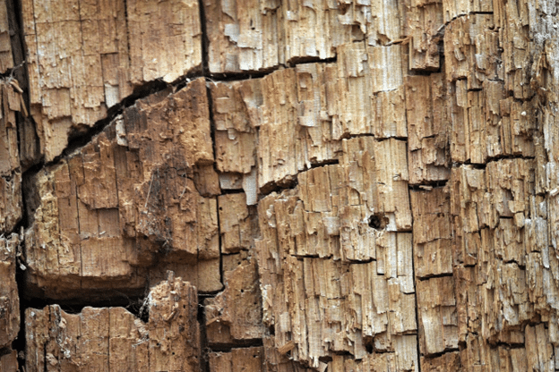 Close-up of wood damaged by termites or carpenter ants.