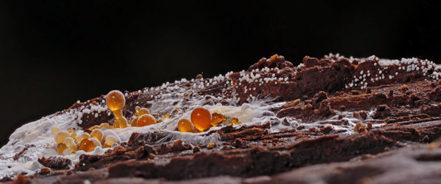 Macro view of advanced mold and fungal growth spreading across wet wood.