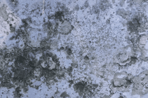 Close-up of mold and moisture staining on a concrete surface.