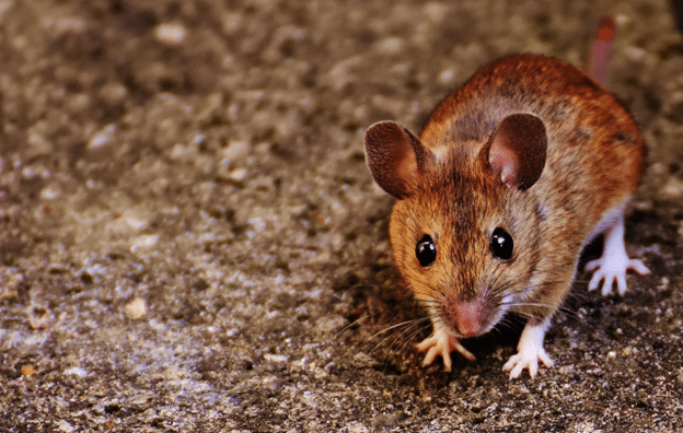 Small mouse on the floor inside a rental unit.